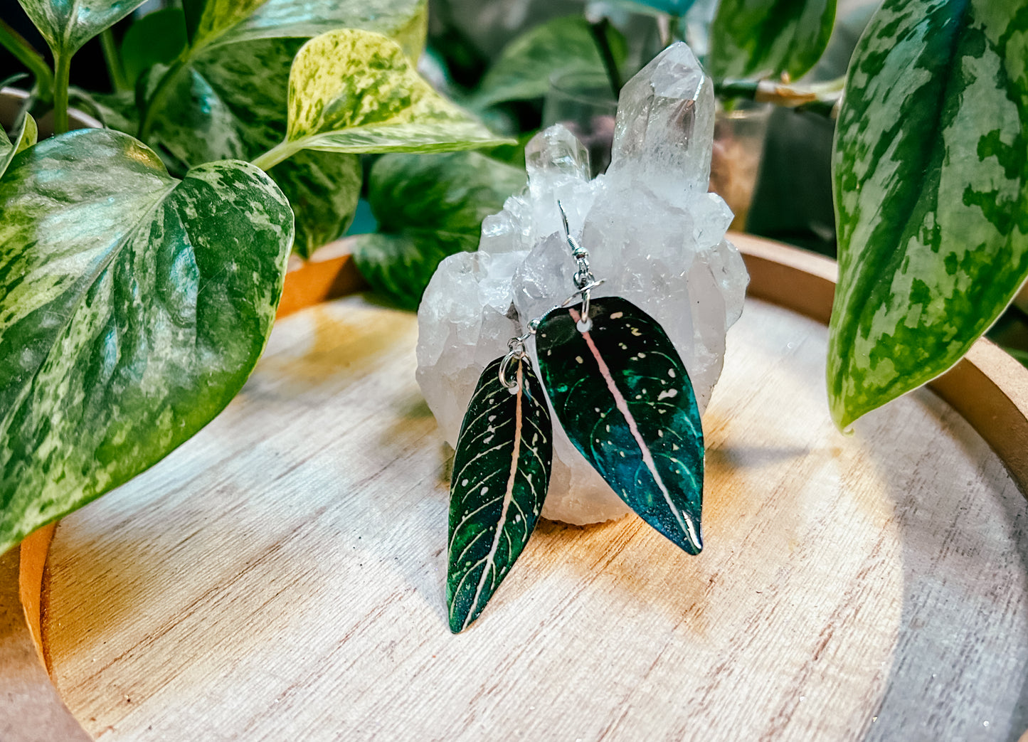 Aglaonema ‘Stars’