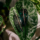 Aglaonema ‘Stars’