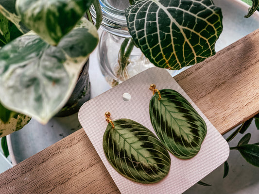 Calathea Lemon Lime Maranta