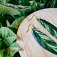 Variegated Shell Ginger (Alpinia Zerumbet 'Variegata')