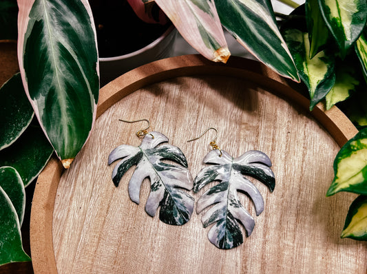 Monstera Deliciosa ‘Albo Variegata’