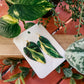 Variegated Heartleaf Philodendron ‘Rio’