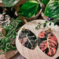 Pink Variegated Alocasia Black Velvet