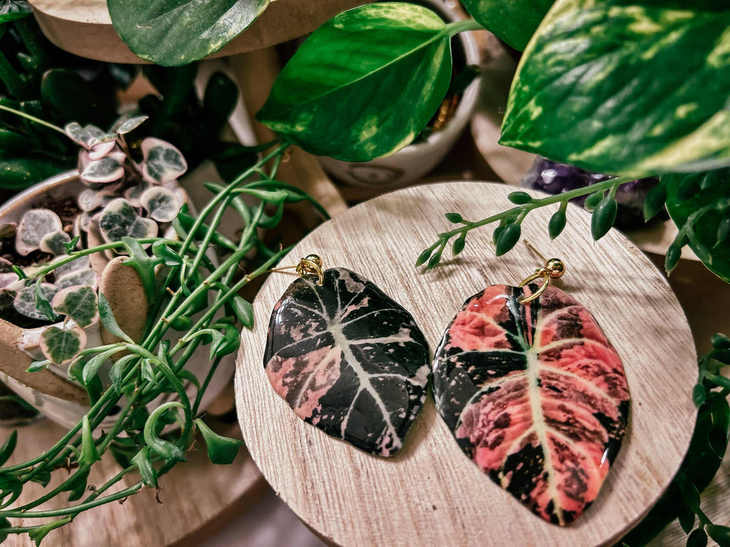 Pink Variegated Alocasia Black Velvet