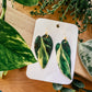 Variegated Heartleaf Philodendron ‘Rio’