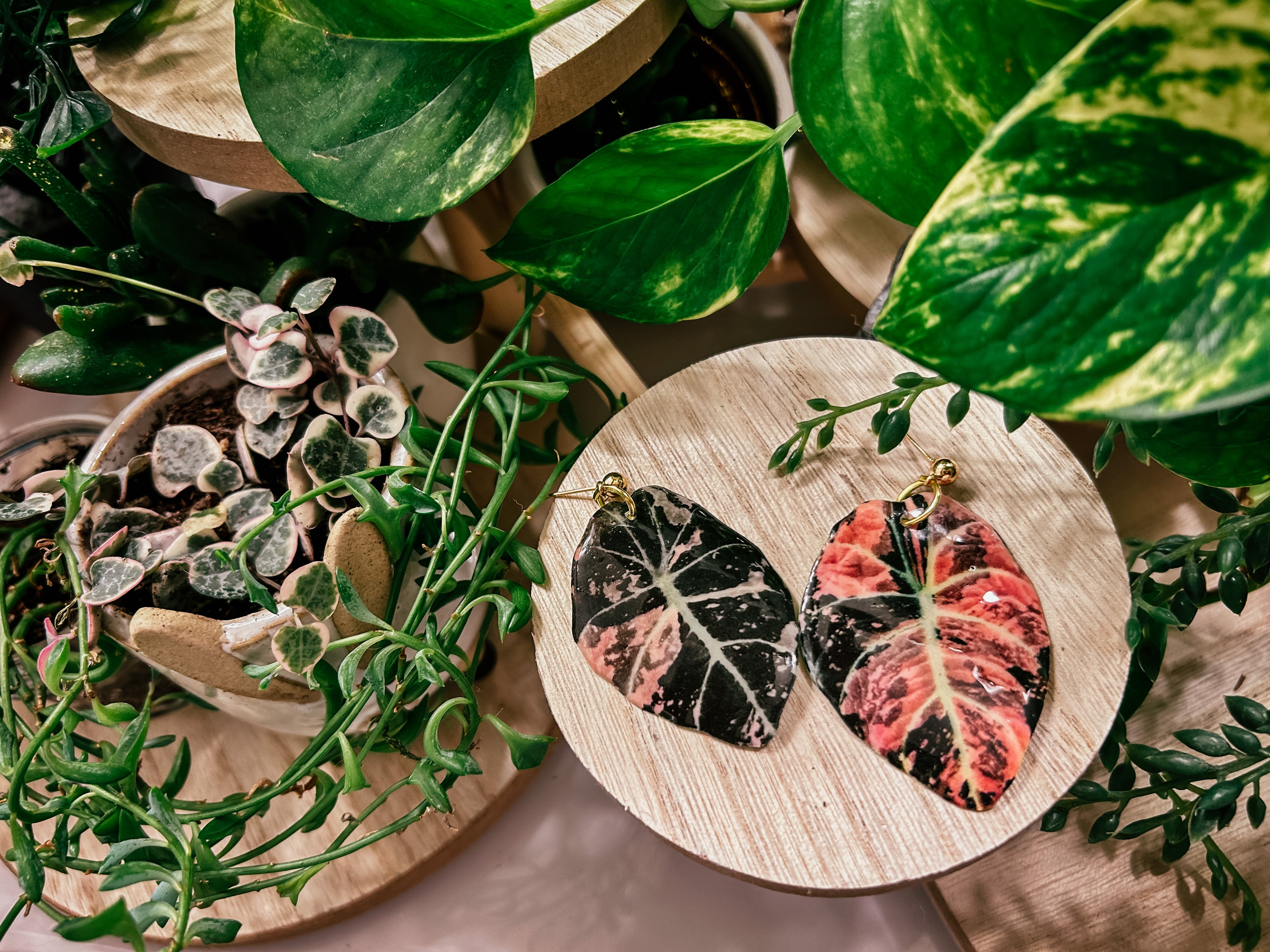 Pink Variegated Alocasia Black Velvet