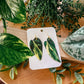 Variegated Heartleaf Philodendron ‘Rio’