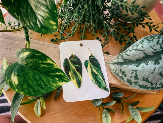 Variegated Heartleaf Philodendron ‘Rio’